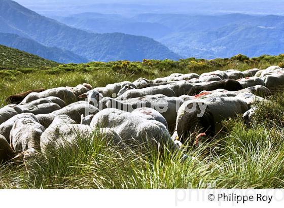 TROUPEAU DE MOUTONS  A L' ESTIVE, MASSIF DU TANARGUE, MONTS DU VIVARAIS,  BAS-VIVARAIS, ARDECHE. (07F01137.jpg)