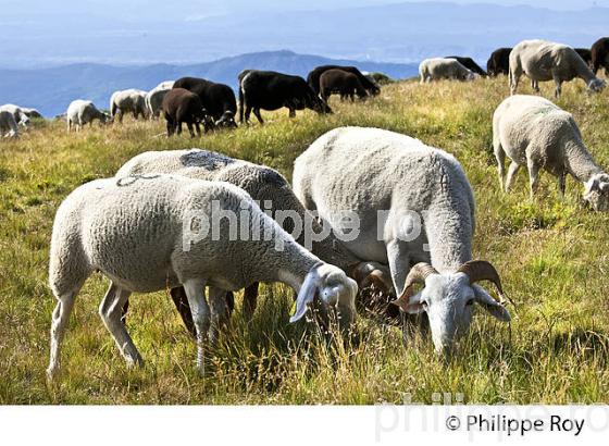 TROUPEAU DE MOUTONS  A L' ESTIVE, MASSIF DU TANARGUE, MONTS DU VIVARAIS,  BAS-VIVARAIS, ARDECHE. (07F01202.jpg)