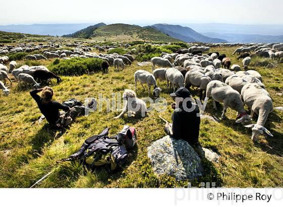 BERGERS  ET TROUPEAU DE MOUTONS A L' ESTIVE, PLATEAU DU TANARGUE, MONTS DU VIVARAIS,  BAS-VIVARAIS, ARDECHE. (07F01230.jpg)