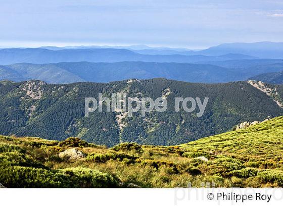 LE MASSIF DU TANARGUE, MONTS DU VIVARAIS,  BAS-VIVARAIS, ARDECHE. (07F01314.jpg)
