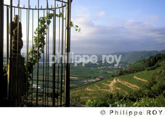 Le vignoble des Ctes du Rhne (07V00226.jpg)