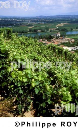 Le vignoble des Ctes du Rhne (07V00305.jpg)
