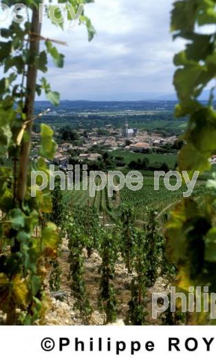 Le vignoble des Ctes du Rhne (07V00336.jpg)
