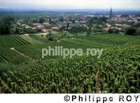 Le vignoble des Ctes du Rhne (07V00402.jpg)