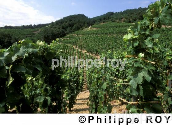 Le vignoble des Ctes du Rhne (07V00406.jpg)