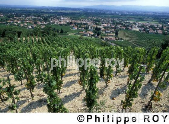 Le vignoble des Ctes du Rhne (07V00411.jpg)
