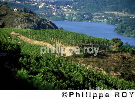 Le vignoble des Ctes du Rhne (07V00431.jpg)