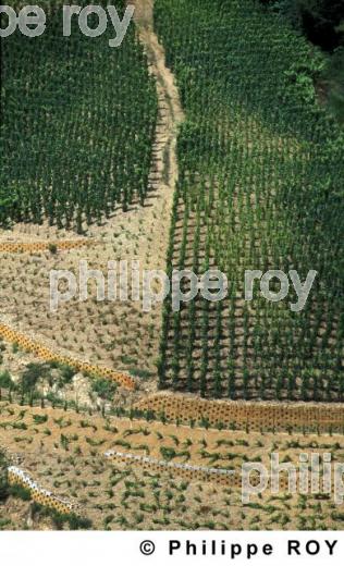 Le vignoble des Ctes du Rhne (07V00437.jpg)