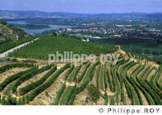 Le vignoble des Ctes du Rhne (07V00439.jpg)