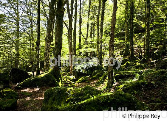 SOUS-BOIS, LE PLA DE LA LAU, RESERVE NATURELLE,  MASSIF DU VALIER,  COUSERANS, ARIEGE. (09F00311.jpg)