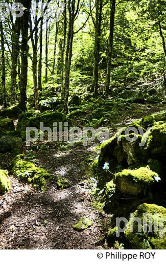 SOUS-BOIS, LE PLA DE LA LAU, RESERVE NATURELLE,  MASSIF DU VALIER,  COUSERANS, ARIEGE. (09F00312.jpg)
