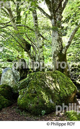 SOUS-BOIS, LE PLA DE LA LAU, RESERVE NATURELLE,  MASSIF DU VALIER,  COUSERANS, ARIEGE. (09F00314.jpg)