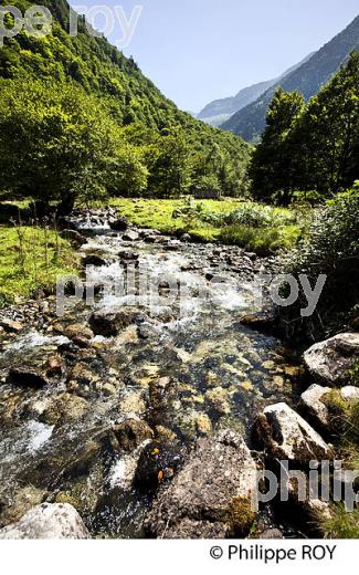 LE PLA DE LA LAU, RESERVE NATURELLE,  MASSIF DU VALIER,  COUSERANS, ARIEGE. (09F00316.jpg)