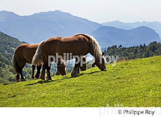 CHEVAUX A L' ESTIVE,  COL DE PORT, MASSIF DES TROIS SEIGNEURS, COMMUNE DE SAURAT, ARIEGE. (09F00432.jpg)