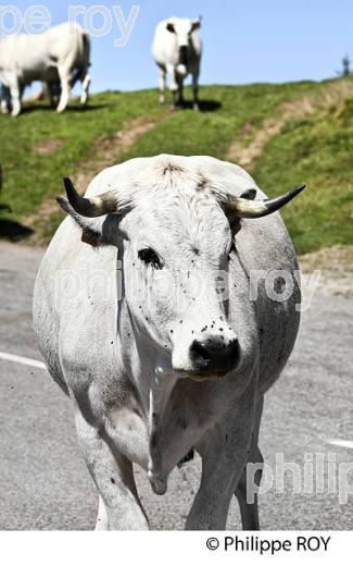VACHE  A L' ESTIVE,  COL DE PORT, MASSIF DES TROIS SEIGNEURS, COMMUNE DE SAURAT, ARIEGE. (09F00435.jpg)