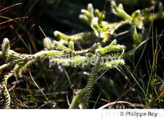 FOUGERE LYCOPODE, MASSIF DU COUSERANS, AUZAT, ARIEGE. (09F01311.jpg)