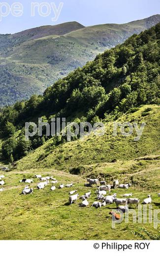 LE  COL D' AGNES, COMMUNE LE PORT,   COUSERANS, ARIEGE. (09F01840.jpg)