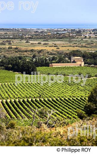 VIGNOBLE AOP LA CLAPE, COTEAUX  DU LANGUEDOC, FLEURY D' AUDE, OCCITANIE. (11F00707.jpg)