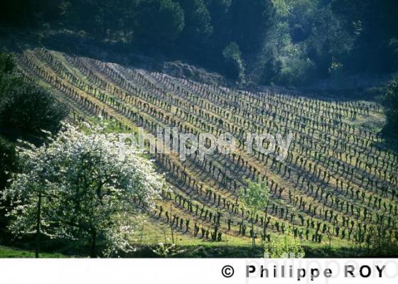 Vignoble du Languedoc (11V00225.jpg)