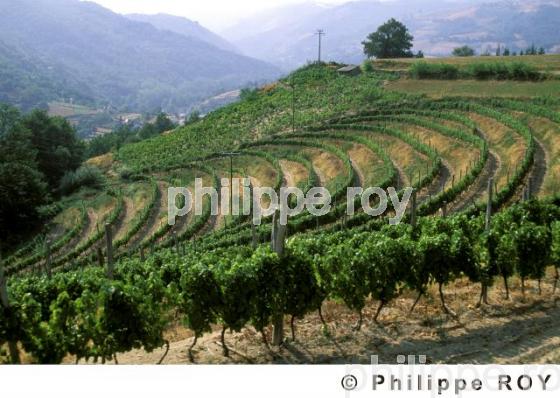 Vignoble de l'Aveyron (12F00106.jpg)