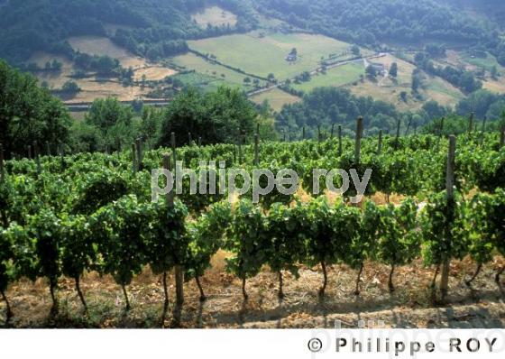Vignoble de l'Aveyron (12F00107.jpg)