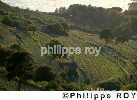 Vignoble de Provence (13V00103.jpg)