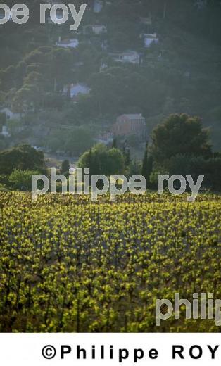 Vignoble de Provence (13V00104.jpg)