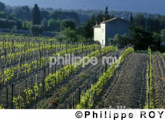 Vignoble de Provence (13V00106.jpg)