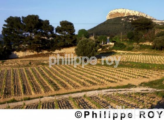 Le vignoble de Provence (13V00109.jpg)