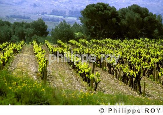 Le vignoble de Provence (13V00115.jpg)