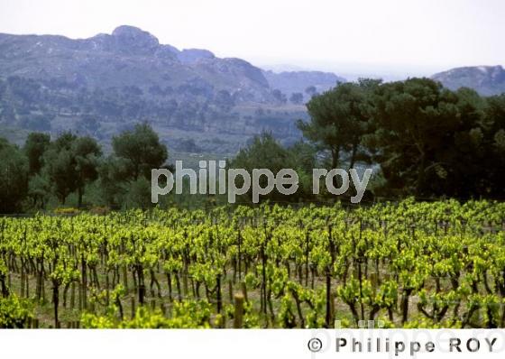Le vignoble de Provence (13V00116.jpg)