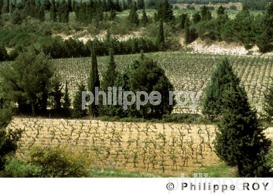 Le vignoble de Provence (13V00117.jpg)