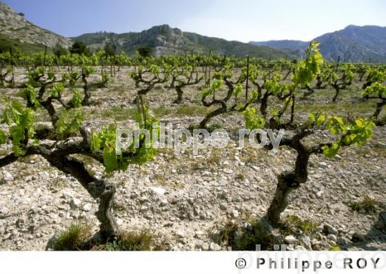 Le vignoble de Provence (13V00120.jpg)