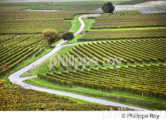 VIGNE DE COGNAC, AOC   GRANDE CHAMPAGNE,  VILLAGE D EBOUTEVILLE, CHARENTE. (16F01718.jpg)