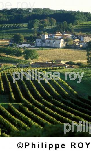Le vignoble de Cognac (16V00102.jpg)