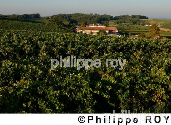 Le vignoble de Cognac (16V00352.jpg)