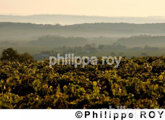 Le vignoble de Cognac (16V00354.jpg)