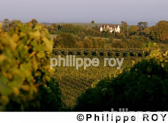 Le vignoble de Cognac (16V00355.jpg)
