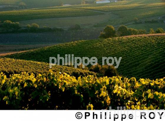 Le vignoble de Cognac (16V00356.jpg)
