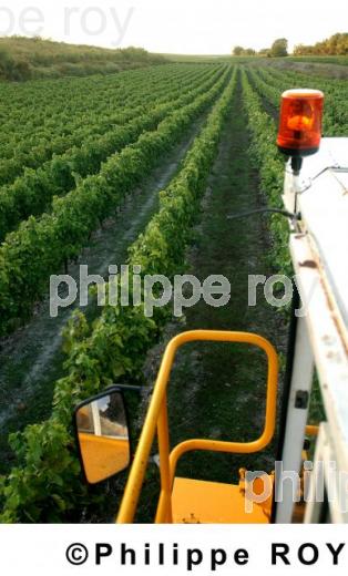 Le vignoble de Cognac (16V00403.jpg)