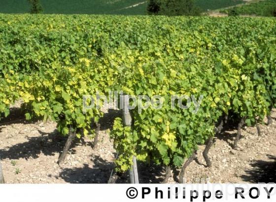 Le vignoble charentais (16V00407.jpg)
