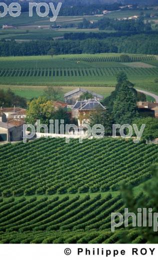 Le vignoble charentais (16V00408.jpg)