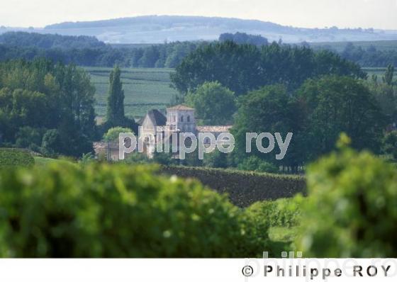 Le vignoble charentais (16V00409.jpg)