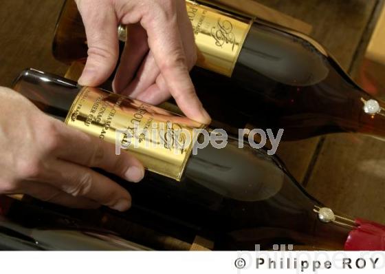 Le vignoble de Cognac (16V00426.jpg)