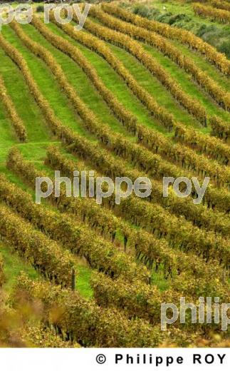 Le vignoble de Cognac (16V00440.jpg)