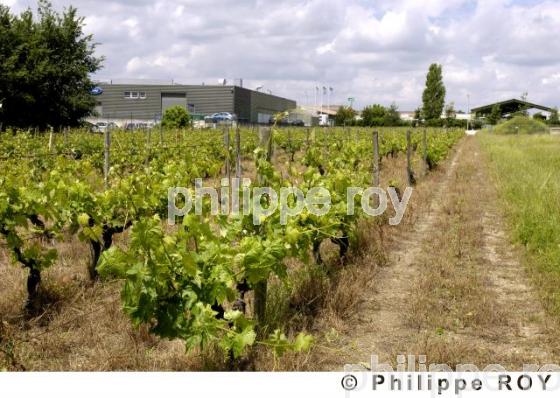 Le vignoble Charentais (16V00518.jpg)