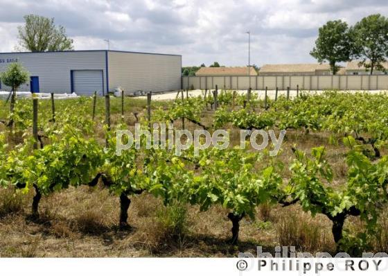Le vignoble Charentais (16V00519.jpg)