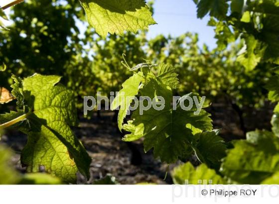 Le vignoble de Cognac (16V00818.jpg)