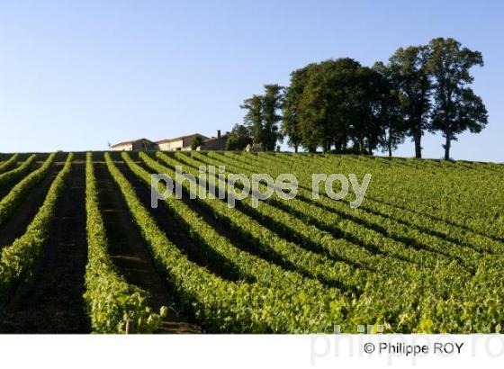 Le vignoble de Cognac (16V00819.jpg)