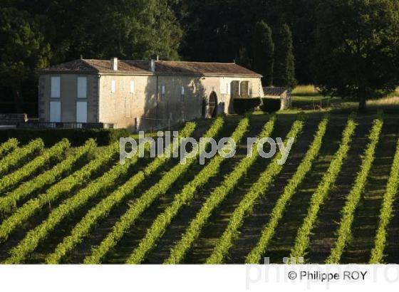 Le vignoble de Cognac (16V00820.jpg)
